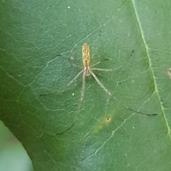 Tetragnatha
