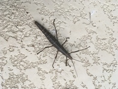 Anisomorpha buprestoides