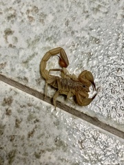 Chihuahuanus