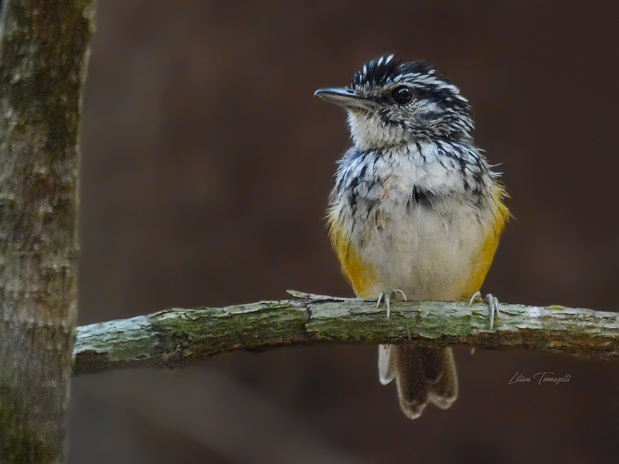 Rondonia Warbling-Antbird