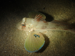 Chelidonichthys lucerna