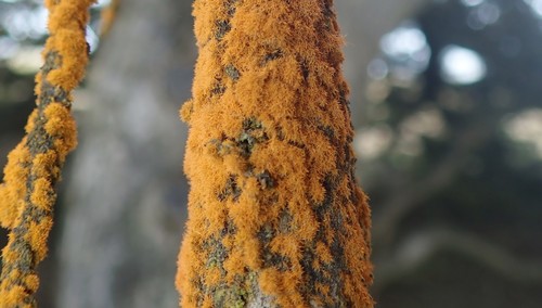 Trentepohlia nuotrauka