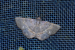 Phaeoblemma amabilis