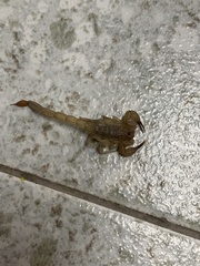 Chihuahuanus