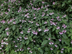 Impatiens maculata