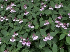 Impatiens maculata