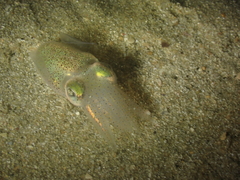 Sepiolidae