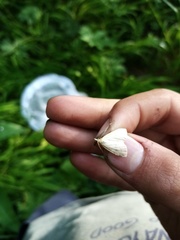 Udea lutealis