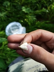Udea lutealis