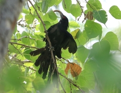 Eudynamys scolopaceus