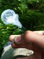 Udea lutealis