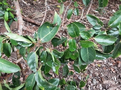 Ficus sur