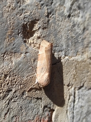 Noctua fimbriata