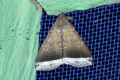 Rejectaria pharusalis