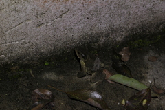 Bufo bankorensis