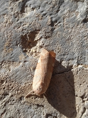 Noctua fimbriata