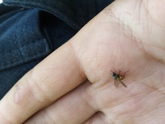 Symphoromyia