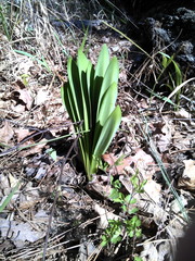 Hymenocallis occidentalis eulae