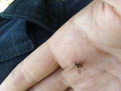 Symphoromyia