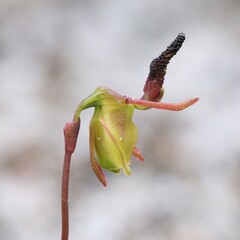 Caleana nigrita
