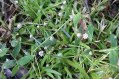 Eriocaulon