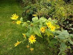 Helianthus tuberosus