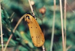 Setina irrorella