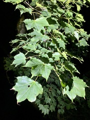 Acer pictum