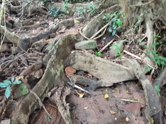 Ficus sur