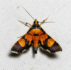 Aethaloessa
