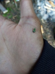 Phyllobius argentatus