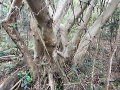 Ficus sur
