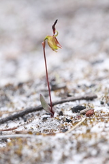 Caleana nigrita