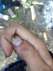 Phyllobius argentatus