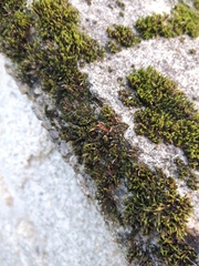 Tortula muralis