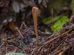 Macrotyphula fistulosa