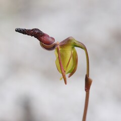 Caleana nigrita
