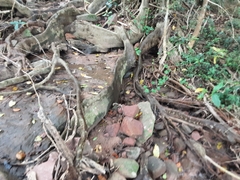 Ficus sur