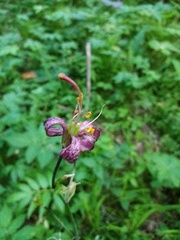 Lilium martagon pilosiusculum