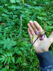 Lilium martagon pilosiusculum