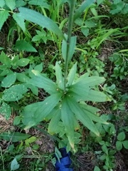 Lilium martagon pilosiusculum