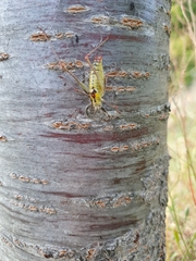 Poecilimon thoracicus