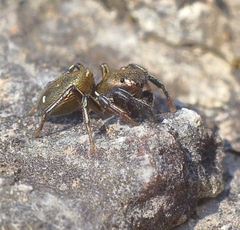 Heliophanus aeneus