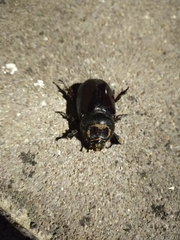 Oryctes nasicornis corniculatus