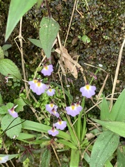 Utricularia striatula