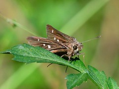 Oligoria maculata