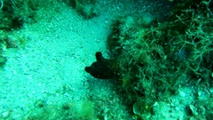 Halocynthia papillosa