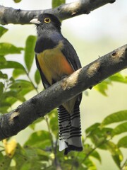 Trogon caligatus