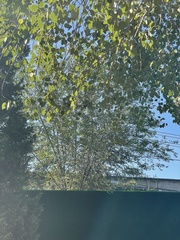 Populus × hopeiensis