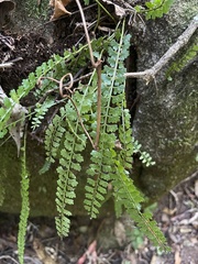 Asplenium sandersonii